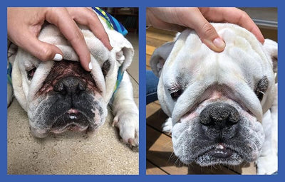 Squishface Wrinkle Paste, Dirty Wrinkle Cleaner for Bulldogs & Pugs, 2oz