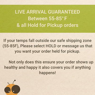 500ct Live Superworms - Large 1.75"-2"+ - Live Arrival Guaranteed (500)