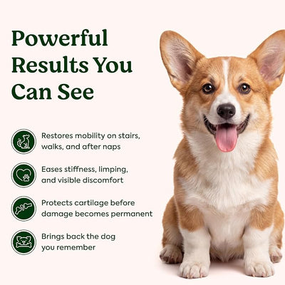 Hip & Joint Supplement for Dogs – Soft Chews for Joint Mobility Support with Glucosamine, Chondroitin, MSM, Green Lipped Mussel & Hyaluronic Acid – Hickory Smoke Flavor