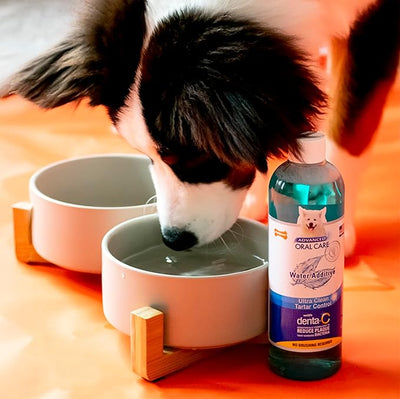 Nylabone Advanced Oral Care Pet Dental Water Additive, Liquid Tartar Remover & Breath Freshener for Dogs, Dog Teeth-Cleaning, Peppermint Flavor, 16 oz.