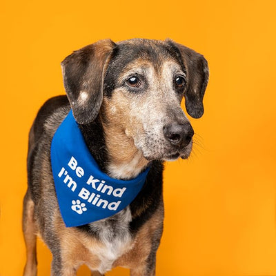 Be Kind I'm Blind Dog Bandana | 100% Adjustable Cotton Triangle | Made in USA | Blind | Impaired | Vision Loss Accessory | Warning | Turquoise, One Size (352)