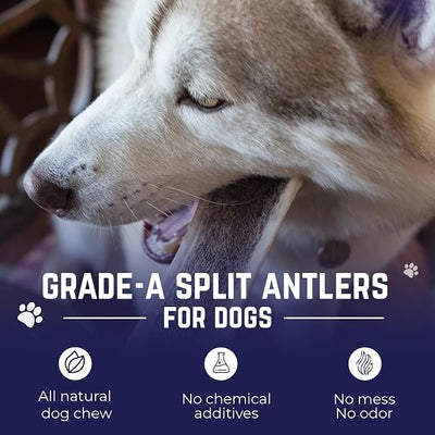 Devil Dog Pet Co. Split Elk Antlers for Dogs, Natural Dog Chew with Exposed Marrow - Long Lasting and Odor Free - USA Sourced - Cleaner Teeth, Anxiety & Boredom Relief - Medium 5"+ 2 Pack