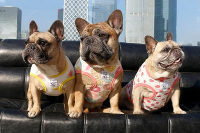 iChoue 100% Breathable Cotton Pug Halloween Cartoon T Shirts Cute Clothes for Dogs Vest Tank Tops Puppy French Bulldog Frenchie English Boston Terrier Watermelon Banana - Small