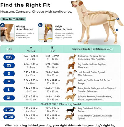 Dog Knee Brace for Right Hind Leg Support - CCL ACL Brace for Dogs, Vet Approved, Adjustable Orthopedic Support for Arthritis, Ligament Injuries & Post-TPLO Surgery Recovery (XX Small)