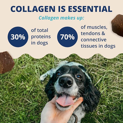 Under the Weather Collagen Chews for Dogs | Promotes Healthy Skin Coat and Stronger Hip & Joint | Improves Overall Mobility | Immunity and Anti-inflammatory Collagen for Dog Supplement | 60 Count
