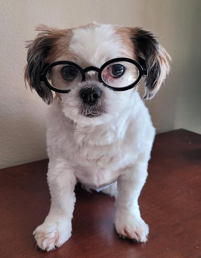 G002 Dog Pet Clear Lens Costume Glasses Small to Medium Breeds 12LBS~30LBS Prop Photoshoot Sunglasses (Th Oval Black-Clear)