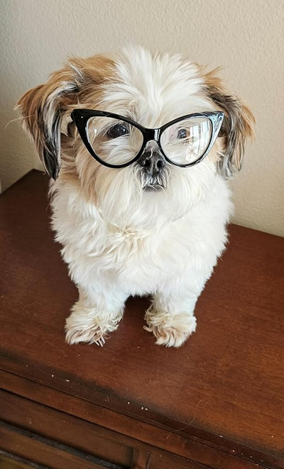 G002 Dog Pet Clear Lens Costume Glasses Small to Medium Breeds 12LBS~30LBS Prop Photoshoot Sunglasses (Cateye Black-Clear)
