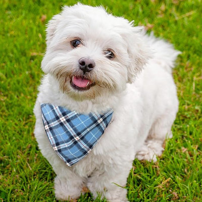 Blue & White Classic Plaid Dog Bandana - Adjustable Triangular Scarf for Pets, Cat Bandana, Soft Cotton Blend, Medium