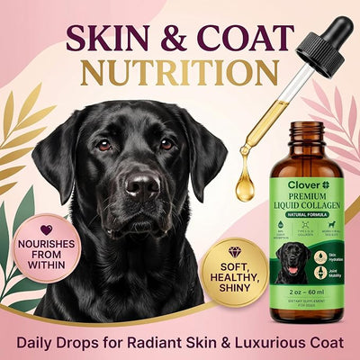 Clover Collagen for Dogs, Triple Hydrolyzed Liquid Collagen Peptides with Glucosamine and Hyaluronic Acid, Joint Mobility Support, Skin and Coat Supplement Drops (2PCS)