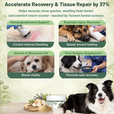 Yun nan Powder for Dogs – Natural Herbal Quick Stop Bleeding for Hemangiosarcoma, Hemoabdomen, Pericardial Effusion, Cancer Bleeding, Severe Bruising, Ulcer-Related Bleeding, Bloody Stools– 100g