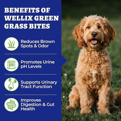 260 Bites Green Grass Bites for Dogs - Grass Savers for Dog Urine, Green Lawn Chews with Crabberry & Probiotic & Digestive Enzymes for Urinary Tract & Bladder - Chicken Flavor