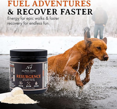 Alpha Dog Nutrition Electrolytes for Dogs - PhD Formulated Hydration Supplement with Beef Flavor for Active Canines - Versatile Powder for Dehydration Recovery and Stamina