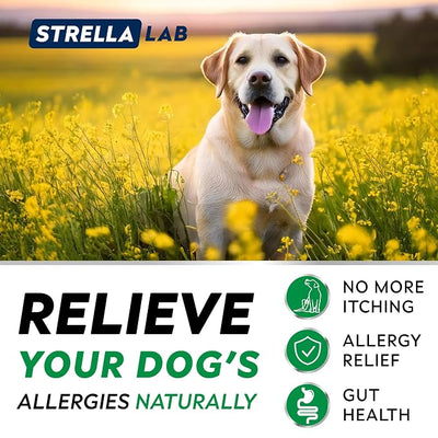 StrellaLab Dog Allergy Relief & Anti Itch Support Chews w/Omega 3, Pumpkin, Enzymes & Turmeric: Real Ingredients, Real Taste! Skin & Coat Immune Supplement w/Fish Oil - Made in USA - 180Ct - Chicken