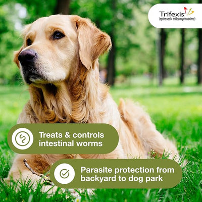 Trifexis Heartworm Prevention | Treats & Controls Flea Infestations + 4 Other Worms | Dogs 60.1-120 lbs. | 6 Chewables
