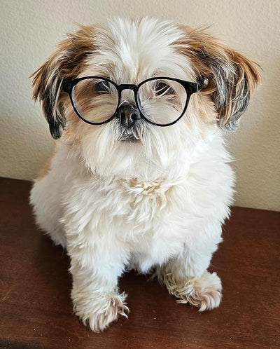 G002 Dog Pet Clear Lens Costume Glasses Small to Medium Breeds 12LBS~30LBS Prop Photoshoot Sunglasses (Panto Black-Clear)