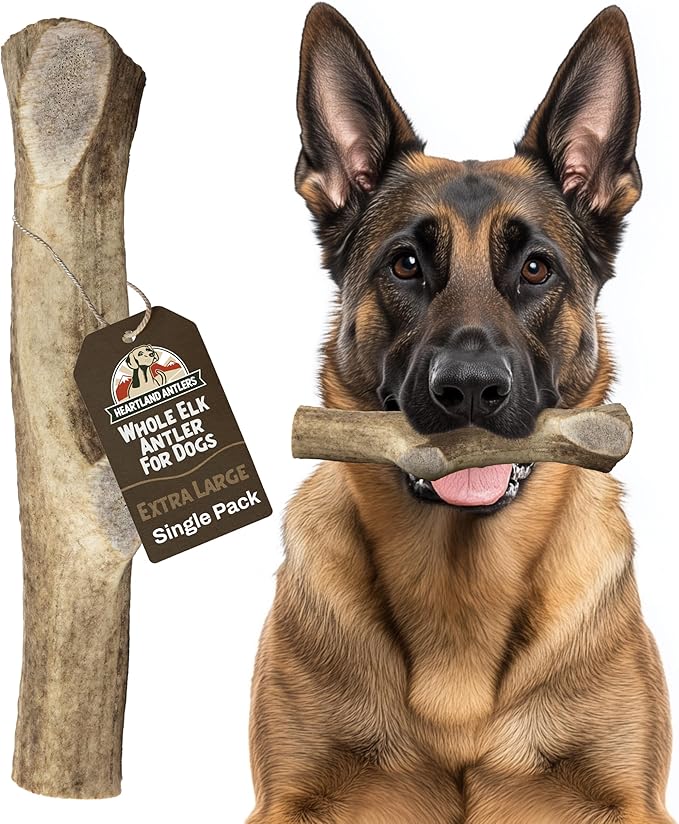 Heartland Elk Antlers for Dogs - Daily Dental Care Chews for Aggressive Chewers to Reduce Plaque & Prevent Destructive Behavior (Splinter Free, Whole, 8", X-Large, 1-Pack, Grade A, USA Made)