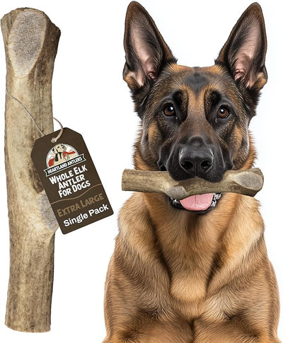 Heartland Elk Antlers for Dogs - Daily Dental Care Chews for Aggressive Chewers to Reduce Plaque & Prevent Destructive Behavior (Splinter Free, Whole, 8", X-Large, 1-Pack, Grade A, USA Made)