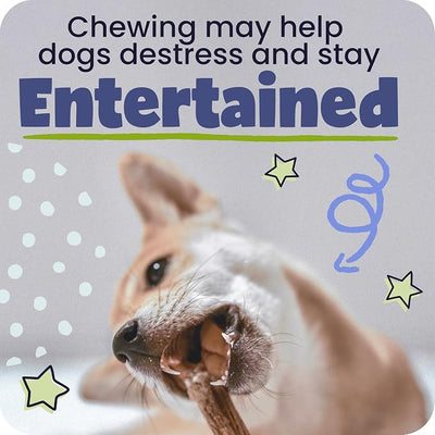 Pawstruck 100% Natural 12-in Bully Sticks for Dogs - Tough Long-Lasting Rawhide-Free Single Ingredient Beef Pizzle Chew Treats for Medium & Large Dogs, Aggressive Chewers - 5 Count Pack