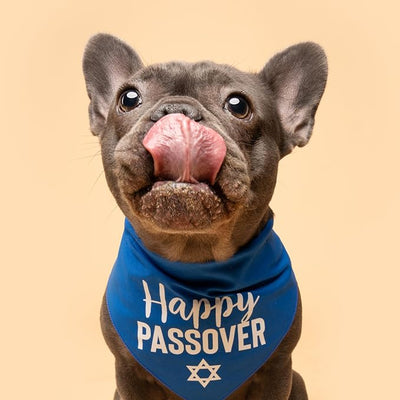 Happy Passover Dog Bandana | 100% Cotton Adjustable Triangle | Made in USA | Jewish Holiday | Funny | Pesach | Royal One Size (76)