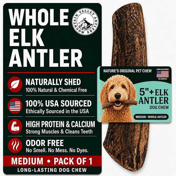 Mountain Valley Elk Antlers for Dogs - 100% Natural & Organic Chew for Aggressive Chewers, No Odor, No Mess, Long Lasting - Wild-Foraged Naturally Shed Antlers in USA - Grade A, Whole Medium (1 Pack)