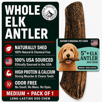 Mountain Valley Elk Antlers for Dogs - 100% Natural & Organic Chew for Aggressive Chewers, No Odor, No Mess, Long Lasting - Wild-Foraged Naturally Shed Antlers in USA - Grade A, Whole Medium (1 Pack)