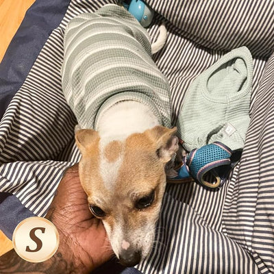 KYEESE 2Pack Waffle Dog Shirts, Lightweight Sleeveless Dog T Shirts for Small Dogs Boy Girl, Breathable Puppy Vest Comfortable Tank Top Soft Dogs Clothes for Daily Wear, Green+Striped, S