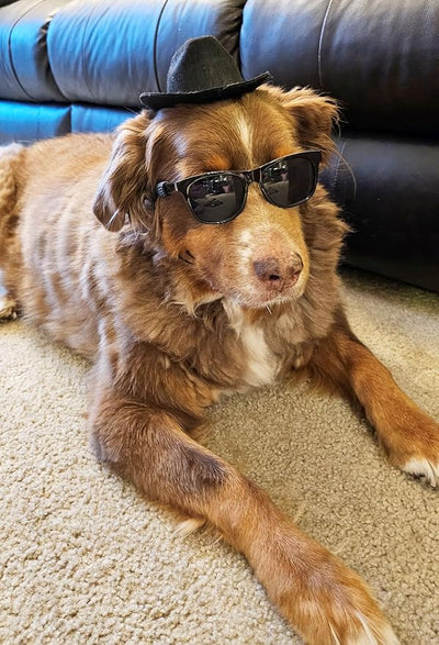 G006 Dog Pet Retro 80s Costume Sunglasses for Small Breed (80s Black + Black Fedora Hat)