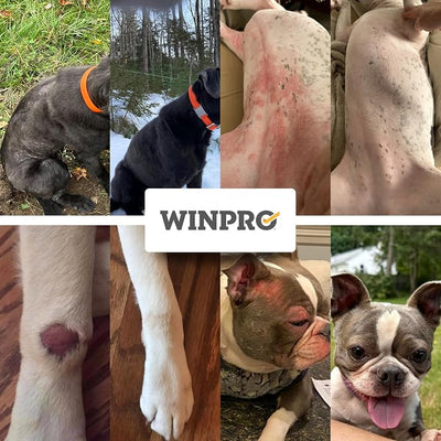 WINPRO Allergy Chews – Plasma-Powered Formula for Dog Seasonal Allergy Support – Grain-Free Natural Blood Protein Supplements – 60 Soft Chews - 2 Pack