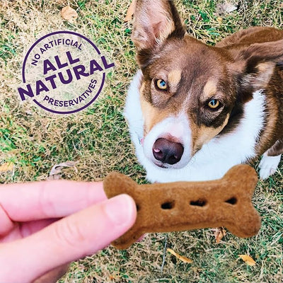 Old Mother Hubbard Wellness P-Nuttier Dog Biscuits,Natural,Training Treats,Peanut Butter Flavor,Large Size,(6 Pound Box),(Pack of 2)