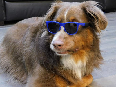 G006 Dog Pet Retro 80s Costume Sunglasses for Small Breed (2-Pack Black+Navy Blue)