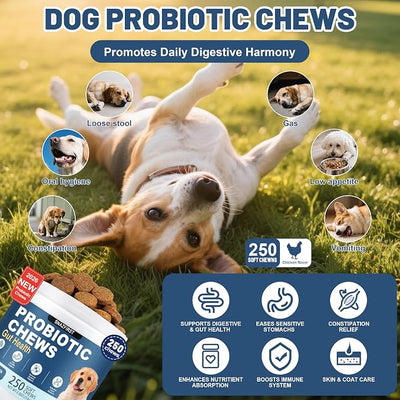 Probiotics for Dogs, Dog Probiotics Chews for Digestive Health &Gut Health | Improve Immune System,Constipation Diarrhea Relief, 6 Billion CFU Multi-Strain,Pumpkin,Full Enzymes,250 chews Chicken Flavor
