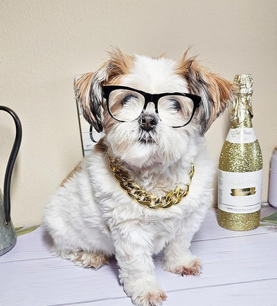 C16 Dog Pet Cat Costume Set Retro Glasses Sunglasses + Chain Adjustable for Small-Medium Dogs Approximately 12-30 lbs Party Prop Cosplay Photoshoot (80s Black-Clear Lens + Gold Chain)
