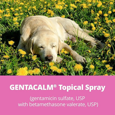 GENTACALM® Topical Spray (Gentamicin Sulfate, USP with Betamethasone Valerate, USP) 120 mL Spray Bottle for Dogs