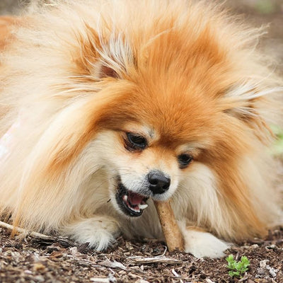 Nylabone Healthy Edibles Natural Chews, Long Lasting Dog Bones, Healthy Dog Treats, Bacon Flavor, X-Small (2 Count)