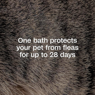 ADAMS Plus Flea and Tick Shampoo with Precor for Dogs, Cats, Puppies & Kittens, Treats Infestations, Kills Ticks, Flea Eggs & Lice, Cleans and Conditions Coat, 12 oz